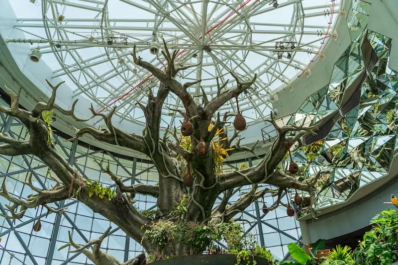 Indoor rainforest green planet dubai with tropical trees and birds