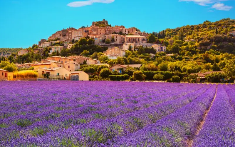 Provence lavender fields france