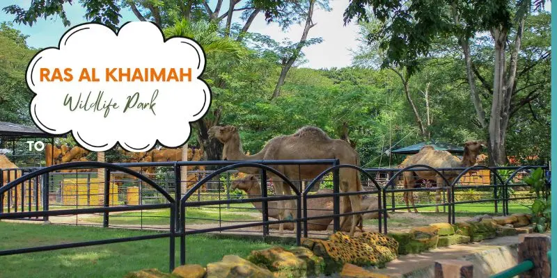Northern emirates zoo uae family wildlife experience ras al khaimah