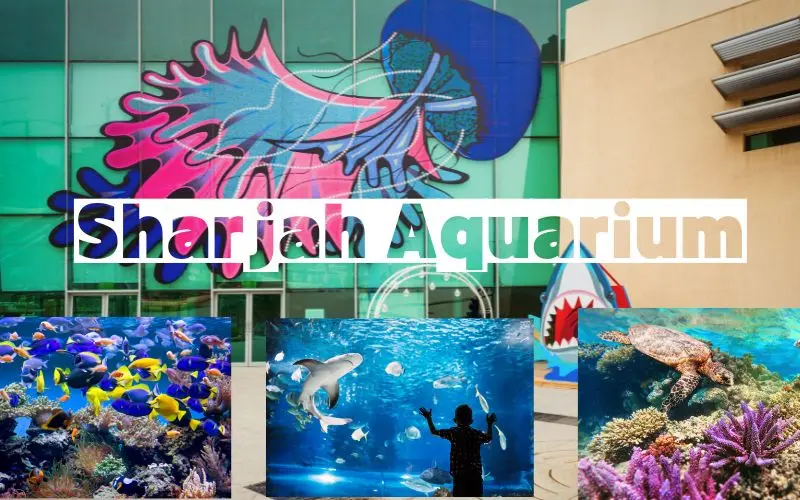25 Best Places To Visit In Sharjah For Tourists In 2026 Sharjah aquarium marine exhibits