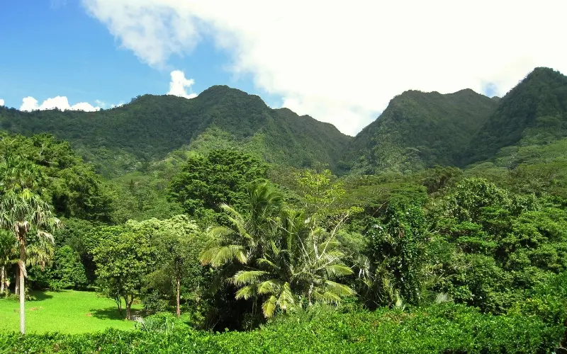 Atlantic rainforest in tijuca national park, rio de janeiro