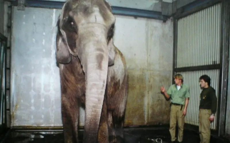 Oldest Zoos In The World Still Operating As Public Zoos Today Visitors and animals at vienna zoo in 1998, one of the world’s oldest continuously operating zoos.