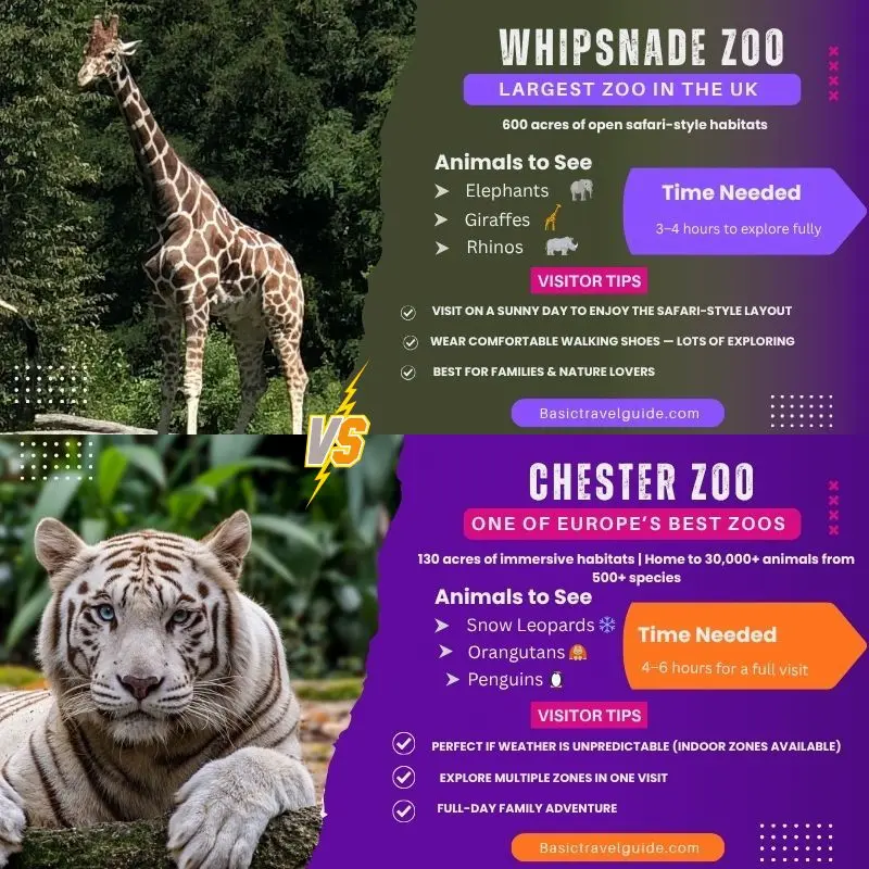 Whipsnade zoo vs chester zoo comparison infographic